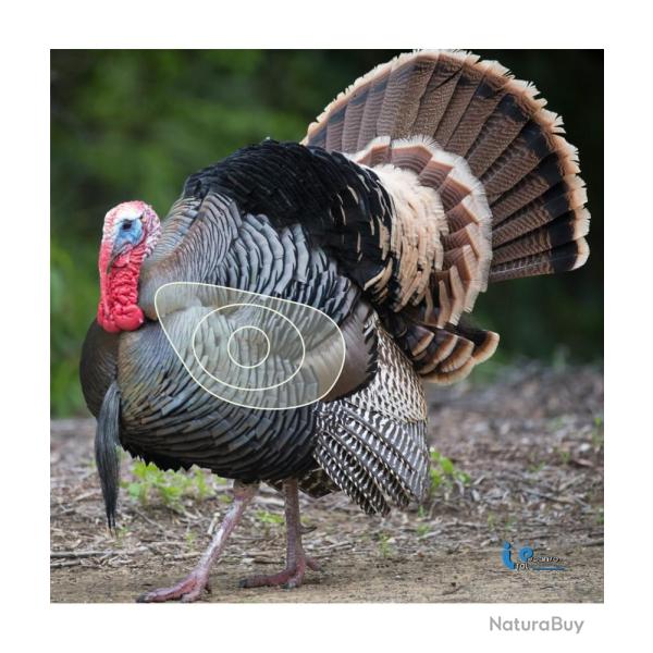 ITAL ESPANSO -DINDE 2D