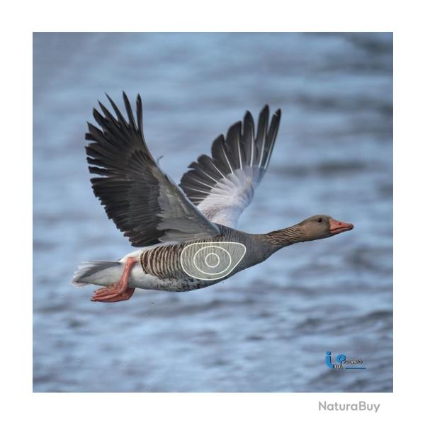 ITAL ESPANSO - OIE2D