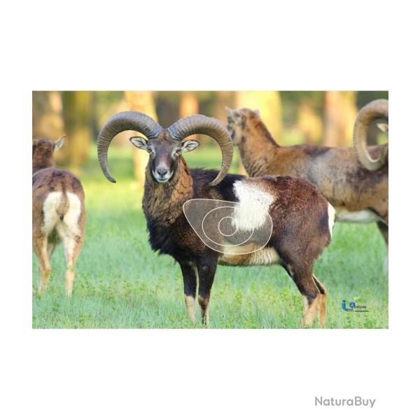ITAL ESPANSO -�MOUFLON 2D