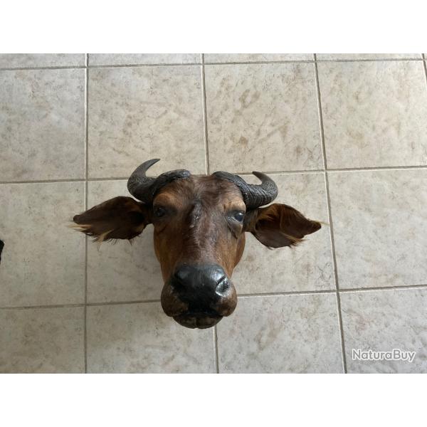 T�te de buffle