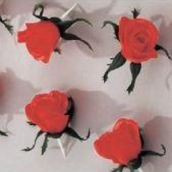 ROSES A PIQUER 25 UNITES