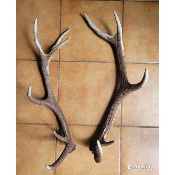Lot de 2 grands bois de cerf 10 et 12 cors