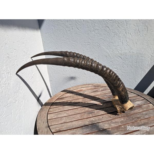 Massacre d'antilope sable ; Hippotrague noir ; Hippotragus niger #0304