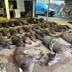 Action de chasse grand gibier en Meuse