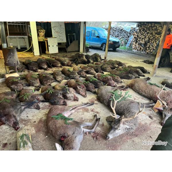 Action de chasse grand gibier en Meuse