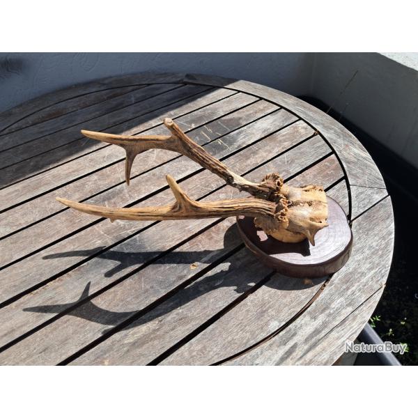 Troph�e de chevreuil sur �cusson #2304(2)