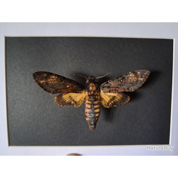 Papillon Sphinx t�te de mort en cadre ; Acherontia atropos #7