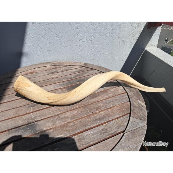 Corne de grand koudou ; Tragelaphus strepsiceros ; noyau osseux #2