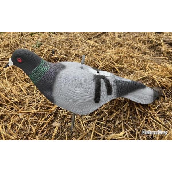 Lot de 12 Coquilles Pigeon Biset