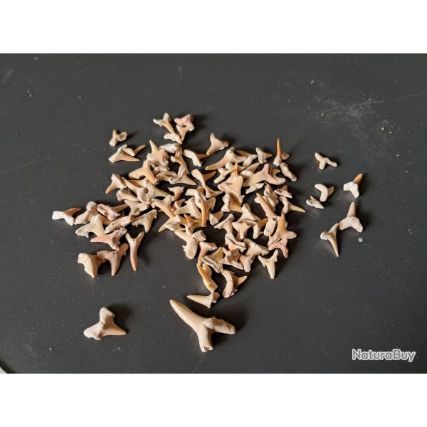 Lot de 90 fossiles de dents de requins #16