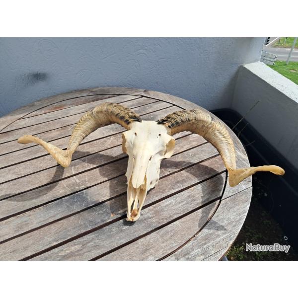 Cr�ne de b�lier #71