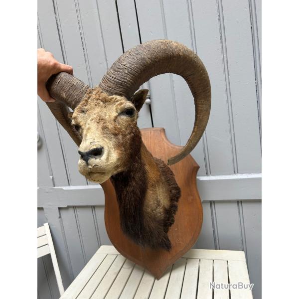 Troph�e mouflon sur plaque en bois