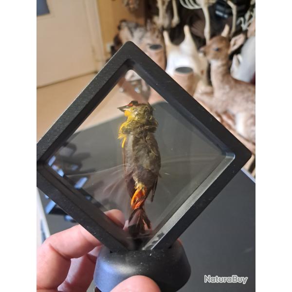 Ruficauda prserv  sec dans cadre flottant #5