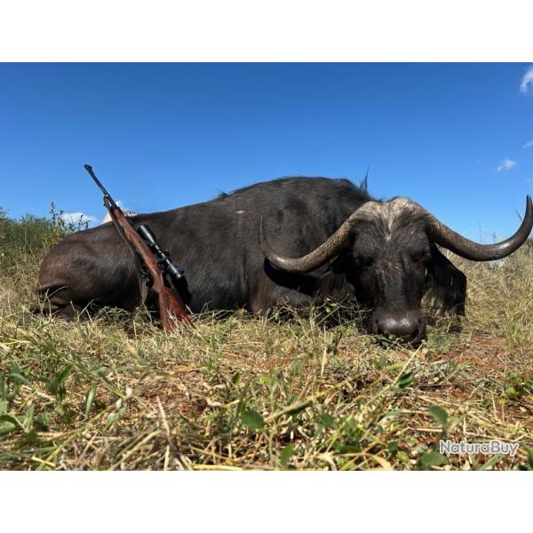 CHASSE BUFFLE caffer CAFFER femelle AFRIQUE DU SUD 2600 euros-Prise en charge int�grale depuis Paris