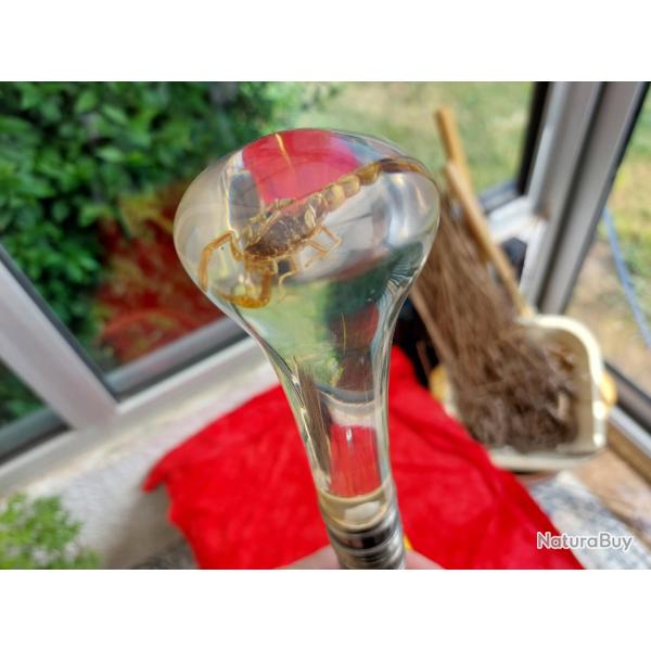 Canne dague en mtal, pommeau en plexiglass dans lequel est enchass un scorpion L 85cm