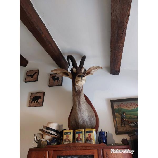 T�te d'antilope, cheval, tr�s bon �tat