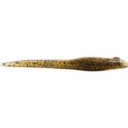 Leurre souple MEGABASS Hazedong 4 Dark melon pepper