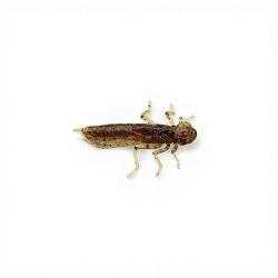 Leurre souple FISHUP Dragonfly 1.7 45