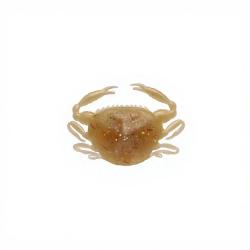 Leurre souple BERKLEY Gulp! saltwater peeler crab 2 Amber glow