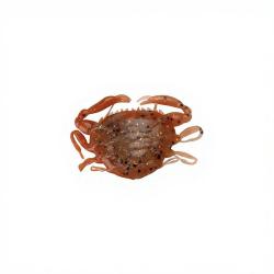 Leurre souple BERKLEY Gulp! saltwater peeler crab 2 New penny