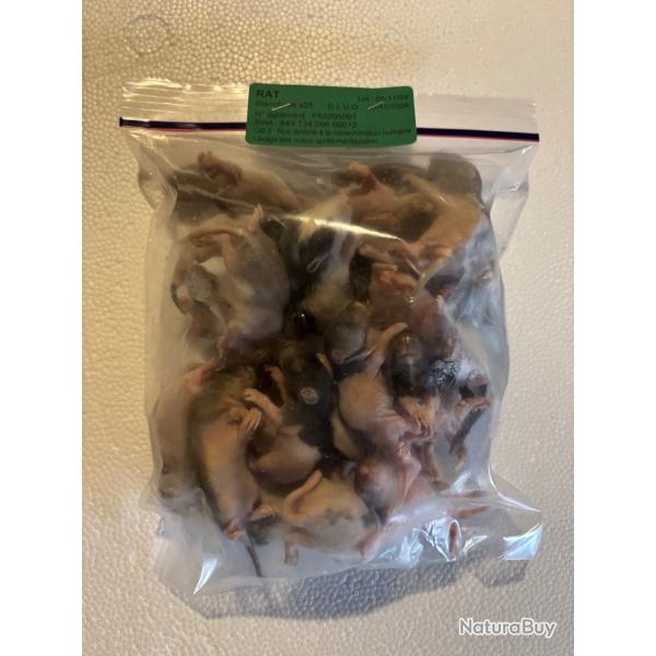 Rats congel�s blanchons 10/25g  X 25
