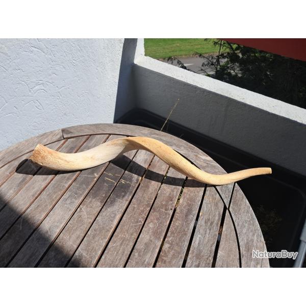 Corne de grand koudou ; Tragelaphus strepsiceros ; noyau osseux #4