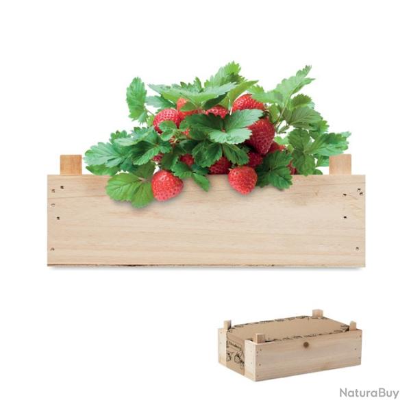 kit de plantation fraise