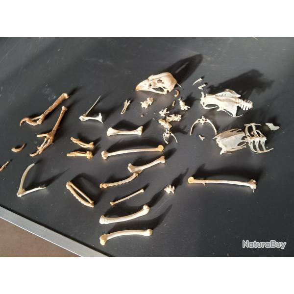 Squelette dsarticul de Poule ; Gallus gallus