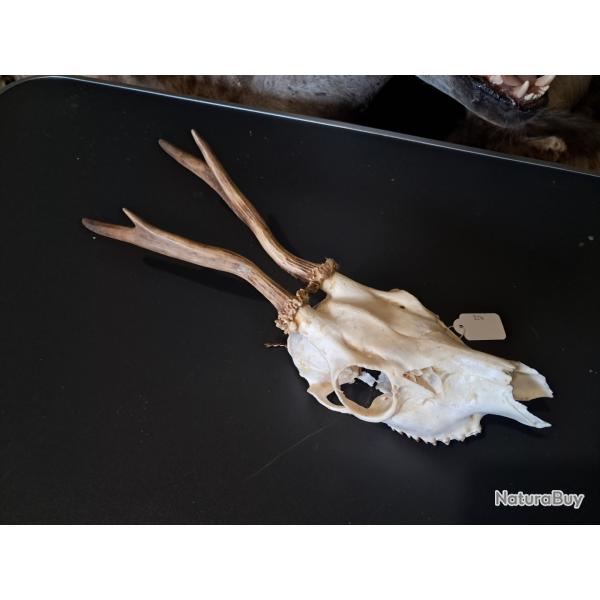 Crne de chevreuil #824