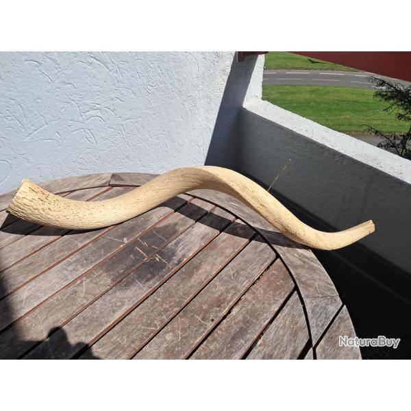 Corne de grand koudou ; Tragelaphus strepsiceros ; noyau osseux #3