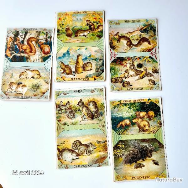 Lot de 5 images chicor�e avec  des chiens de prairie, des marmottes, des cochons aquatiques, ...