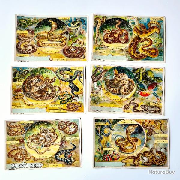 Lot de 6 images chicor�e avec  des  serpents de toutes vari�t�s  vip�re, anaconda, couleuvre