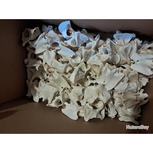 Vertbres de chevreuil Europen ( pour 5 units)