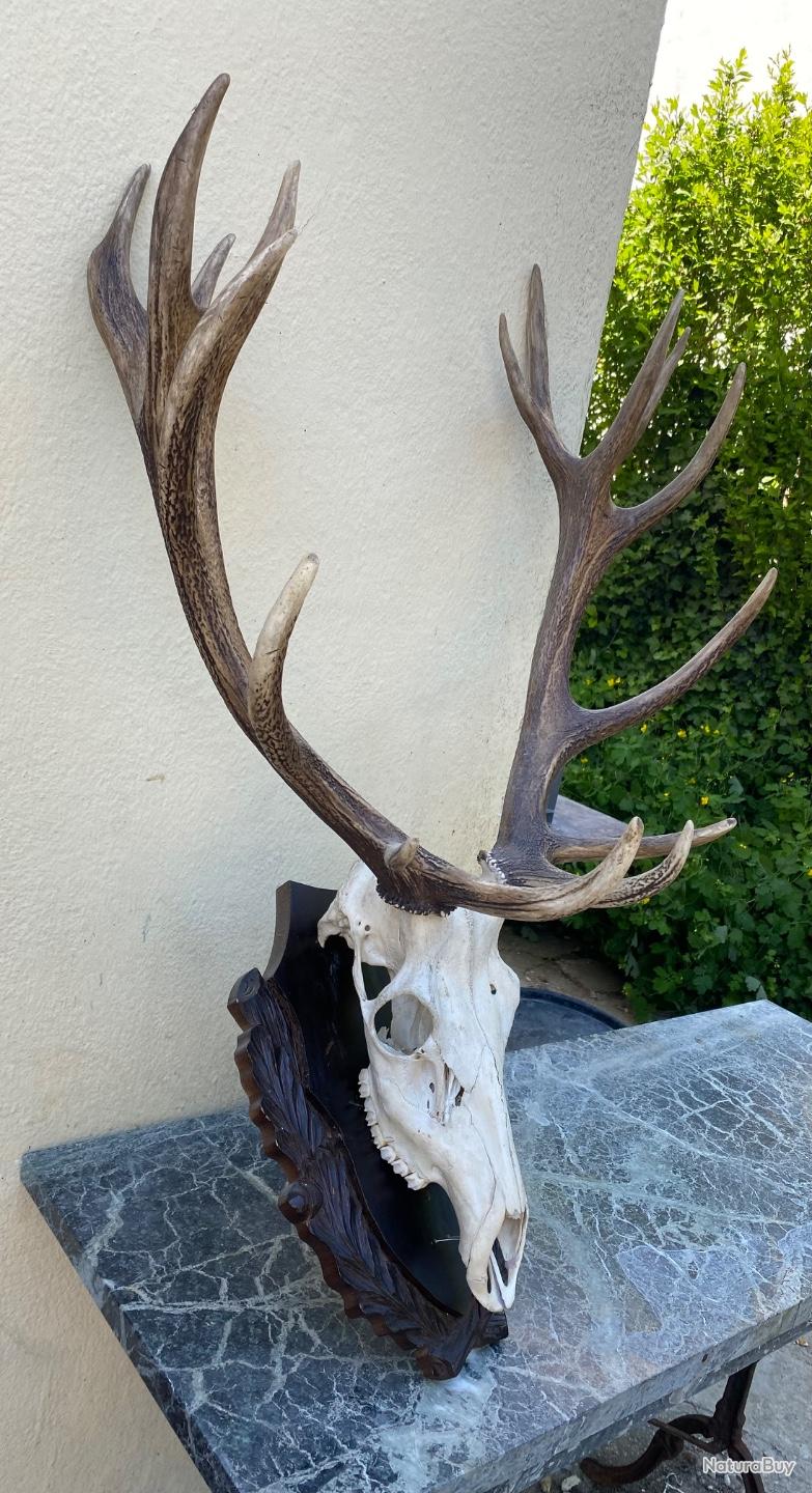 Trophée De Chasse - Cerf - Bois Naturel - Occasion