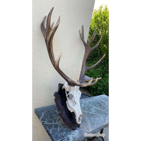 Troph�e de cerf - 16 cors