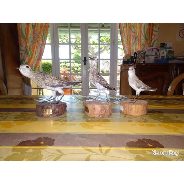 lot de 3 oiseaux naturalis�s