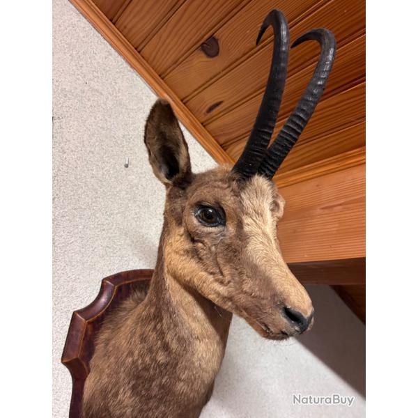 Chamois naturalis�