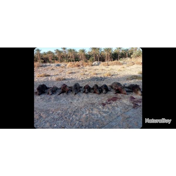 Voyage de chasse Tunisie f�vrier 2026