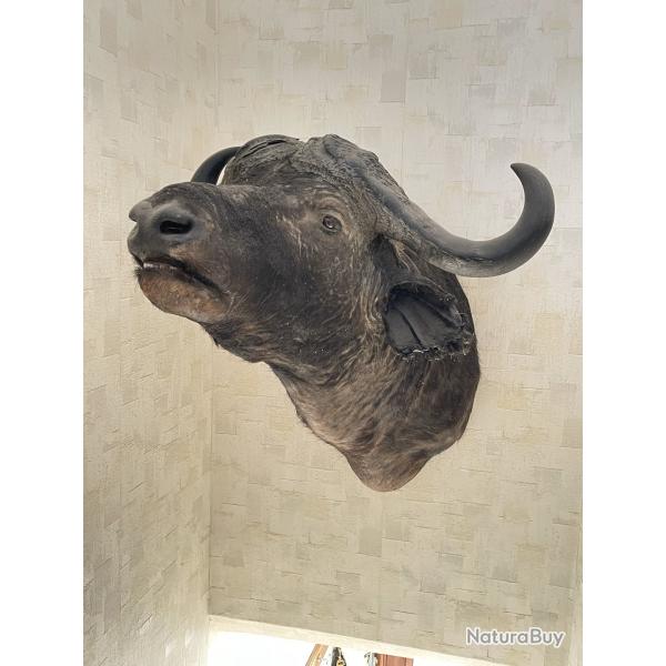 Troph�e Buffle Caffer