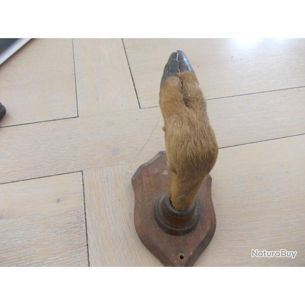 PATERE PATTE DE CHEVREUIL
