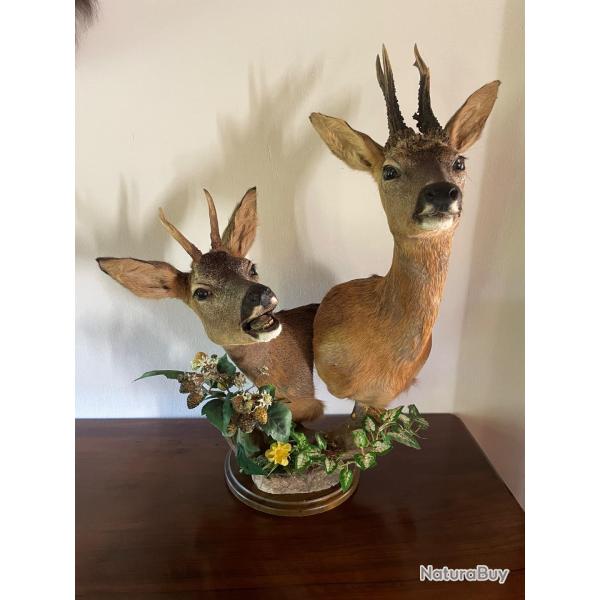 Taxidermiste collection prive ,Brocard accompagn de son page en pidestal