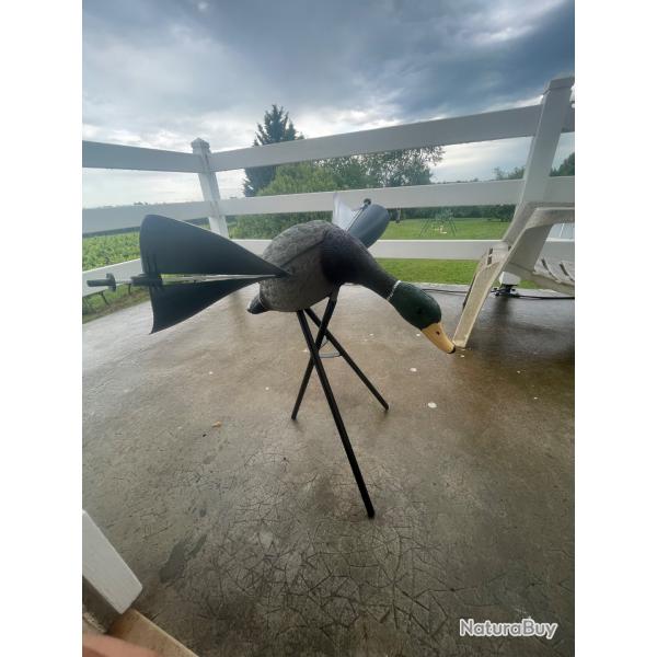 Appelons canard colvert ailes tournante