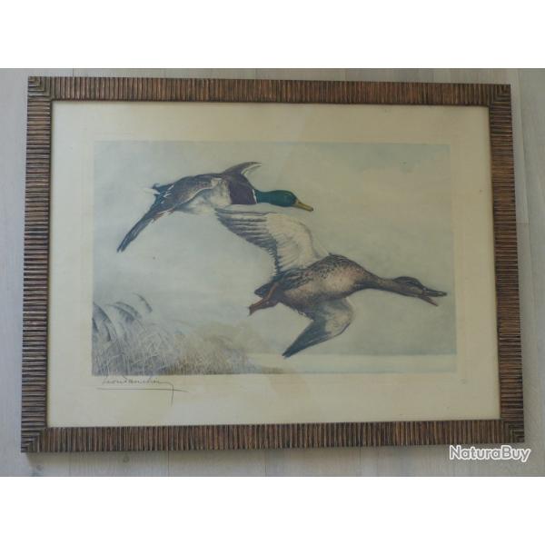 Superbe et authentique gravure  l'eau forte de Lon DANCHIN "couple de colverts en vol" n479/500