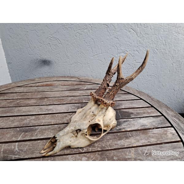 Massacre de chevreuil #23042(1)