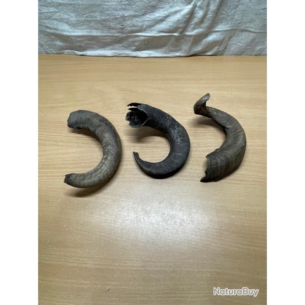 Trois anciennes cornes de blier