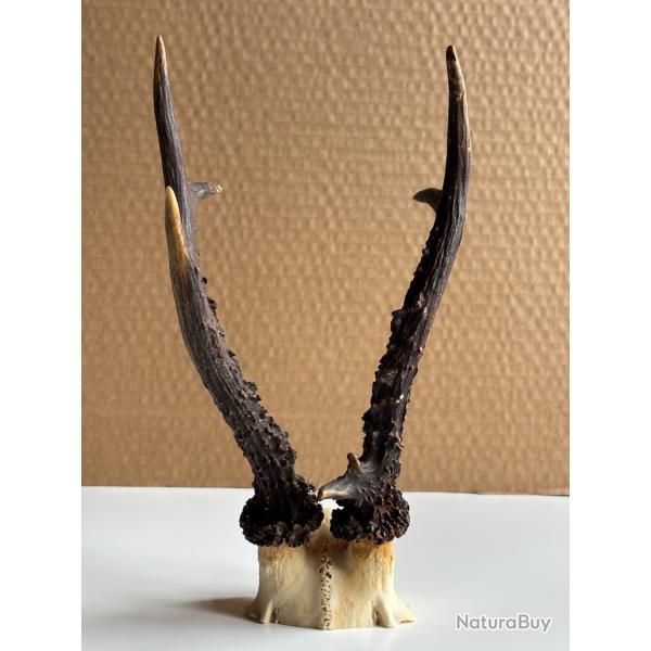 Troph�e brocart 6 cors