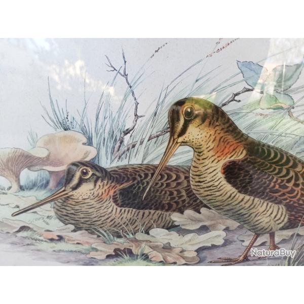 ESTAMPE  COUPLE  BECASSE  EN ENCADREMENT  .