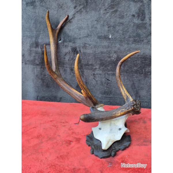 Joli troph�e de cerf aux bois atypiques