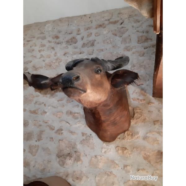 Troph�e Buffle noir