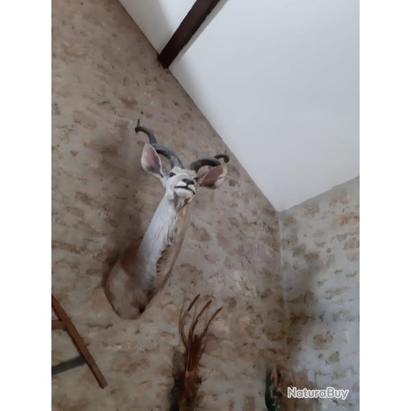 Troph�e Grand Koudou